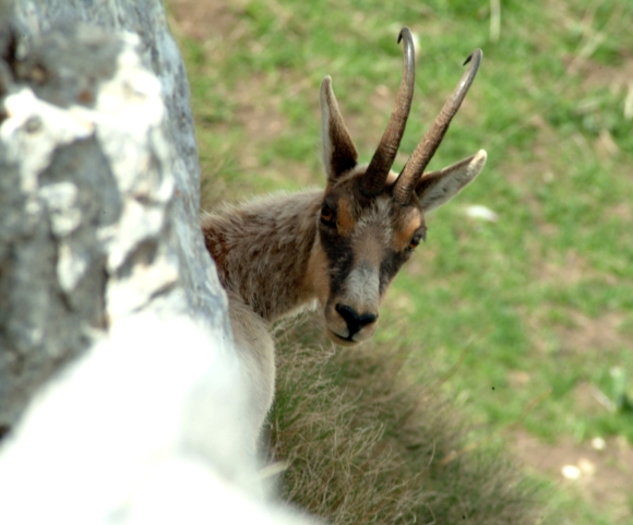 Camoscio d''Abruzzo Rupicapra pyrenaica ornata